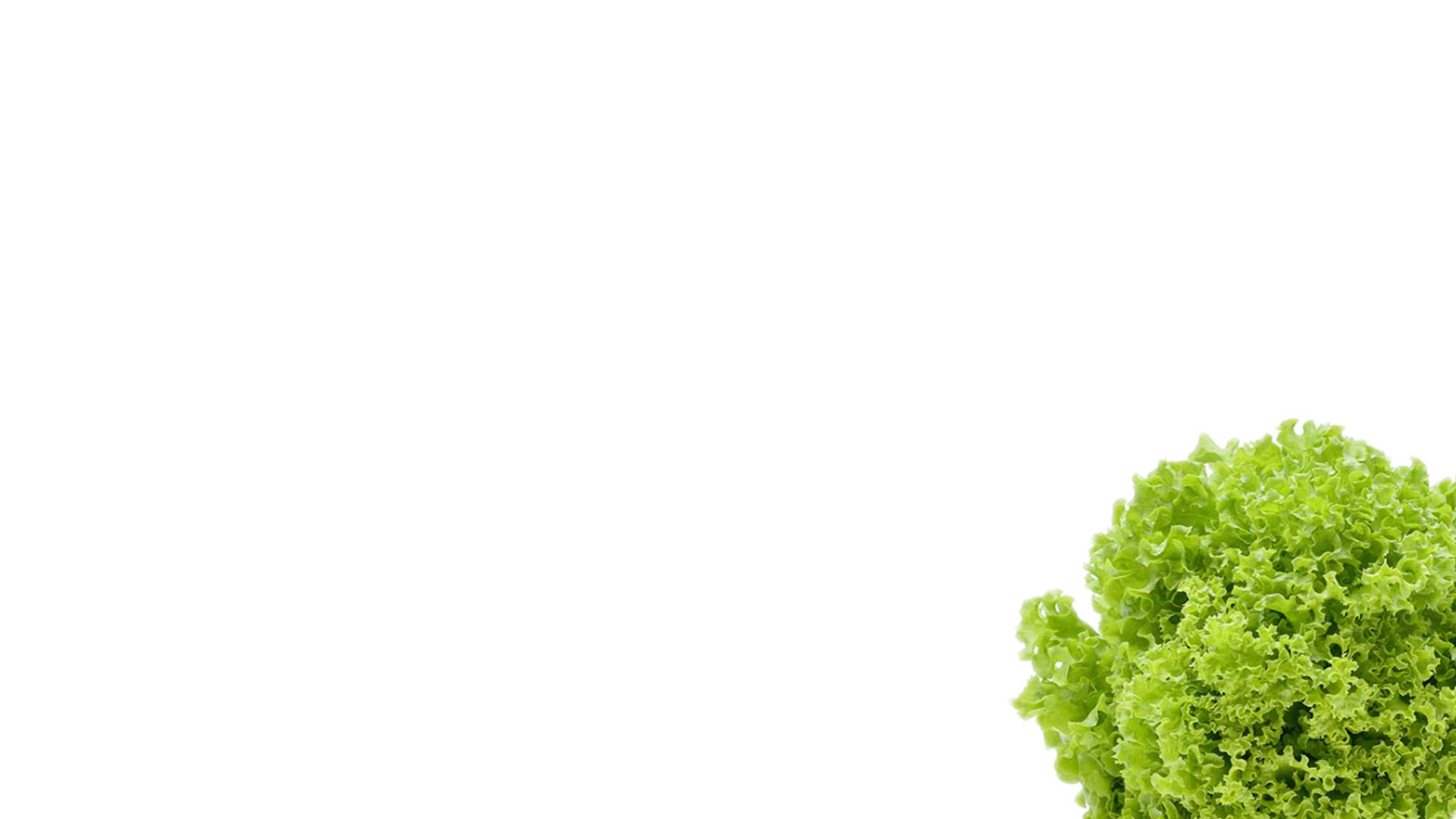 a head of green leaf lettuce