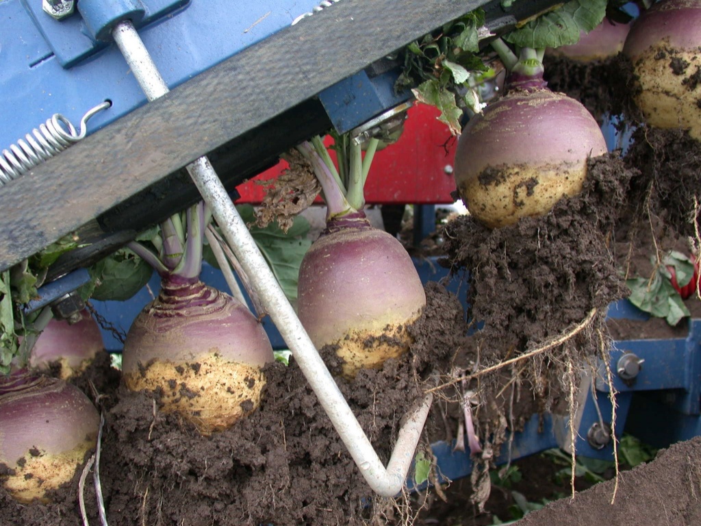 delicious Rutabagas being pulled out of the ground