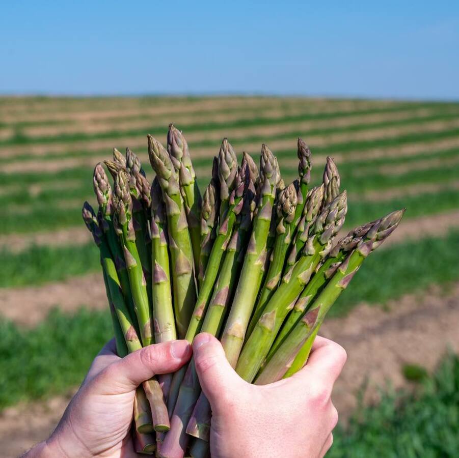 Asparagus season is finally here!