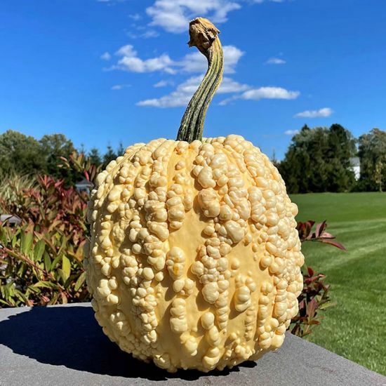 Pumpkin season is around the corner! Exeter produce does specialty pumpkins this year