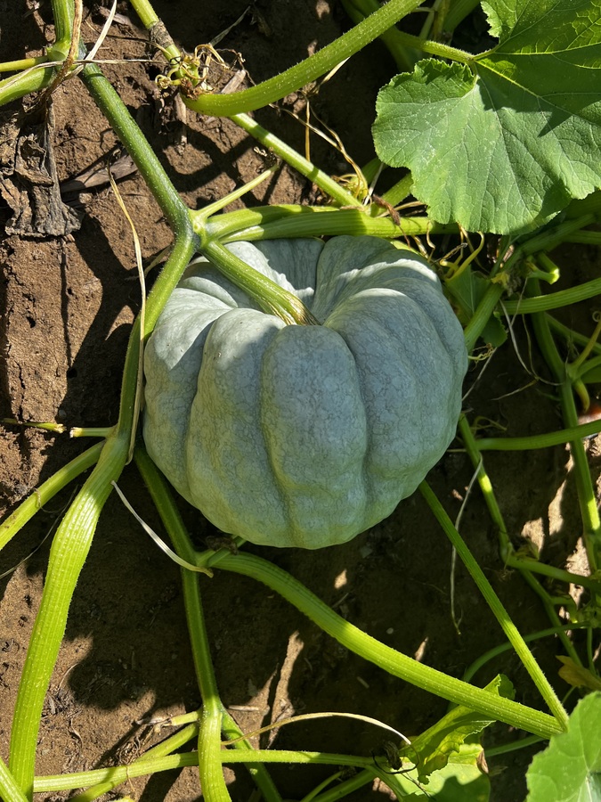 Pumpkin season is around the corner! Exeter produce does specialty pumpkins this year