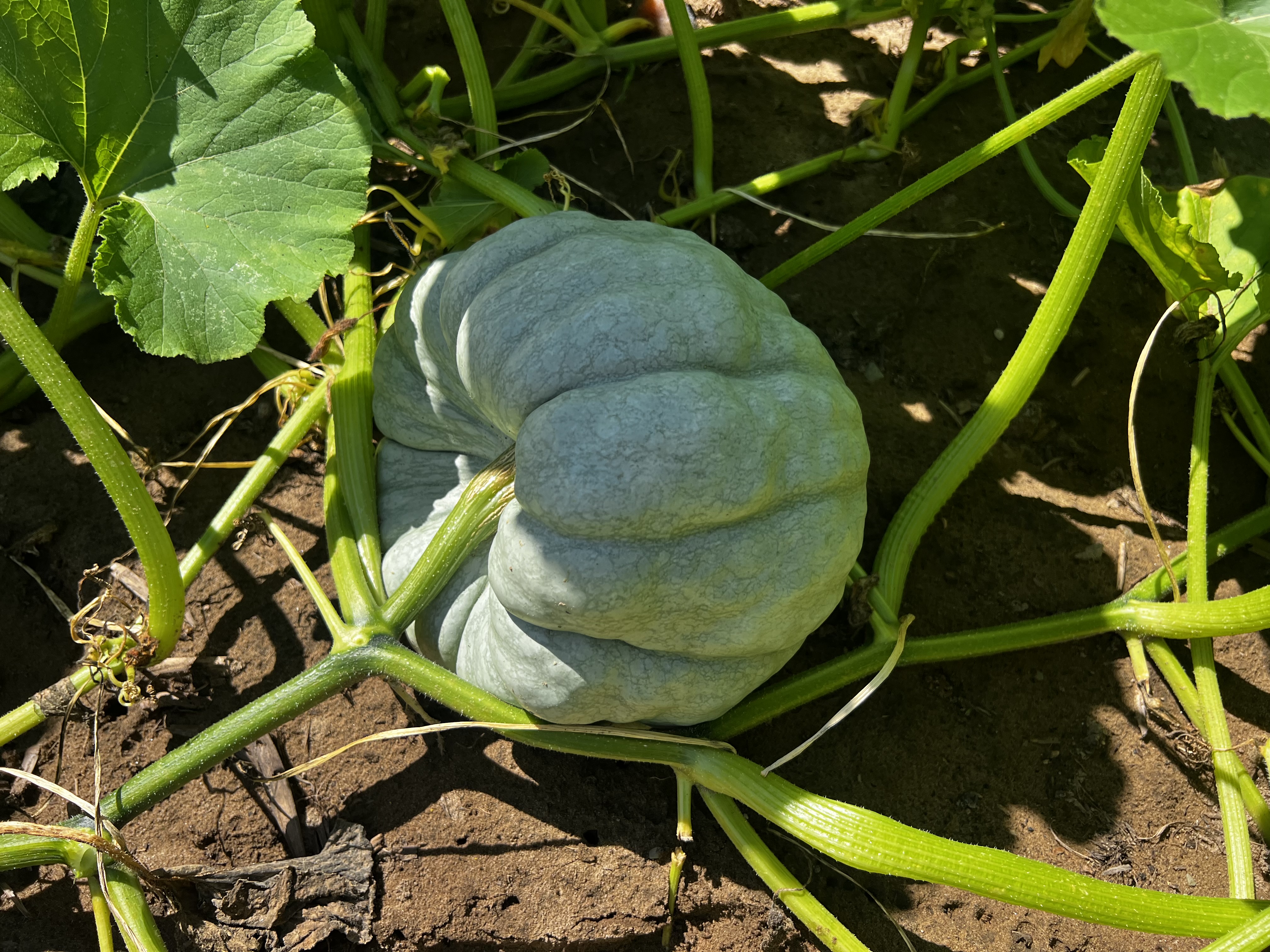 Pumpkin season is around the corner! Exeter produce does specialty pumpkins this year