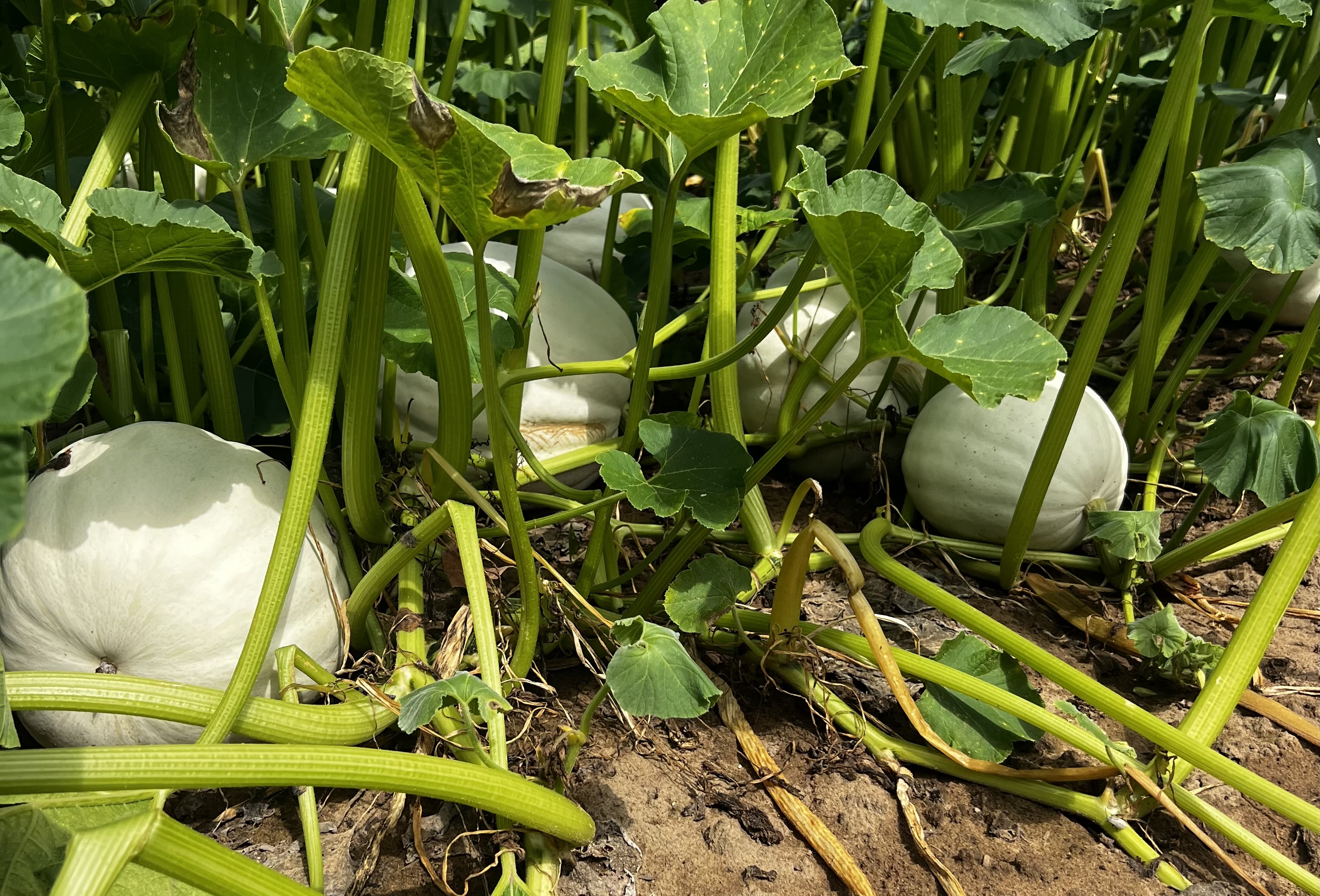 Pumpkin's, Pumpkins, ALL THINGS Pumpkins .. except for Pumpkin spice in these fields