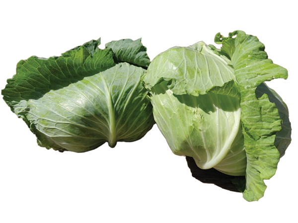 Korean Cabbage
