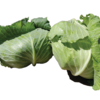 Korean Cabbage